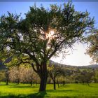 Frühling am Albtrauf