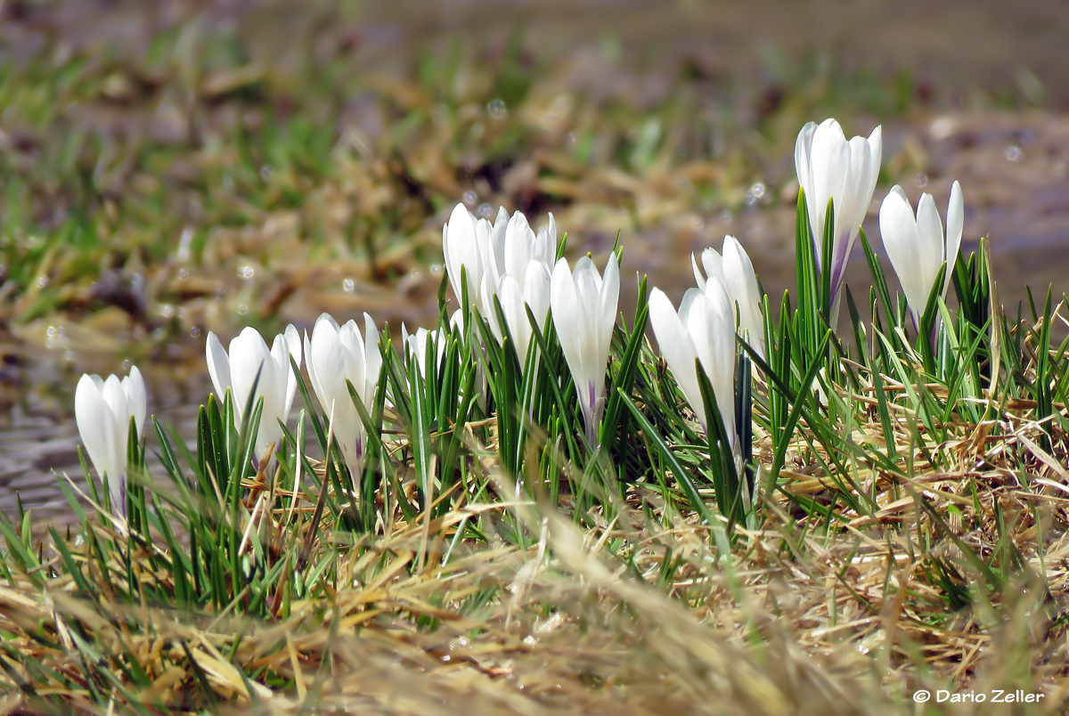 Frühling am Albula