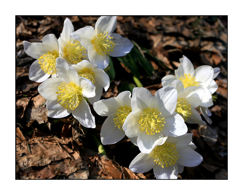 Frühling am Almkogel