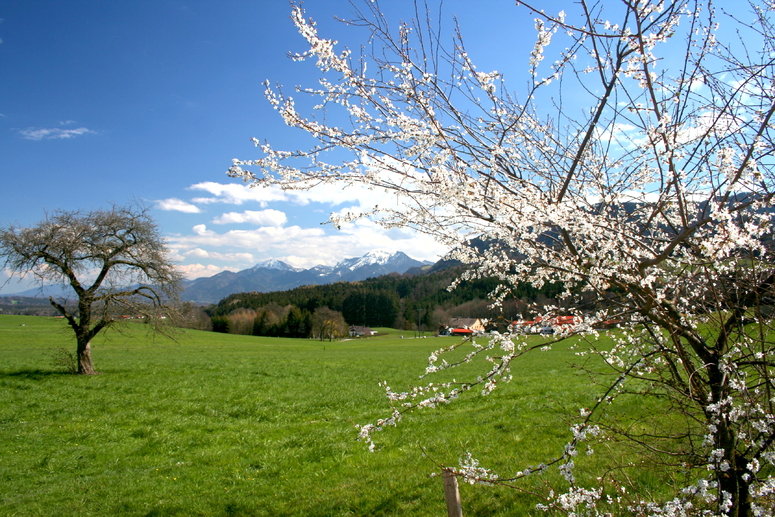 Frühling am Alpenrand