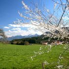 Frühling am Alpenrand