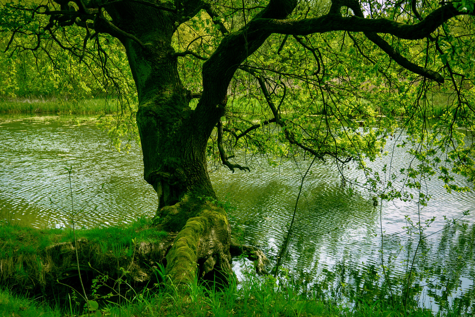 Frühling am Altarm