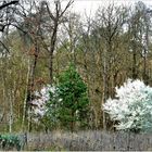 Frühling am Alten Kanal