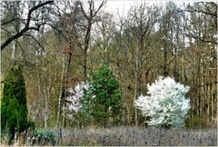 Frühling am Alten Kanal