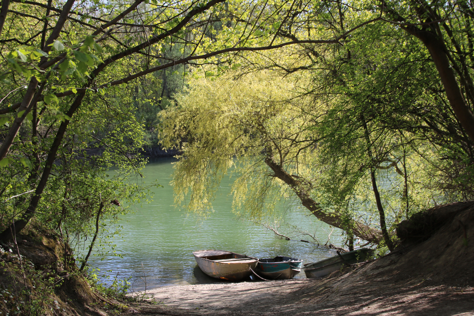 Frühling am Altrhein 