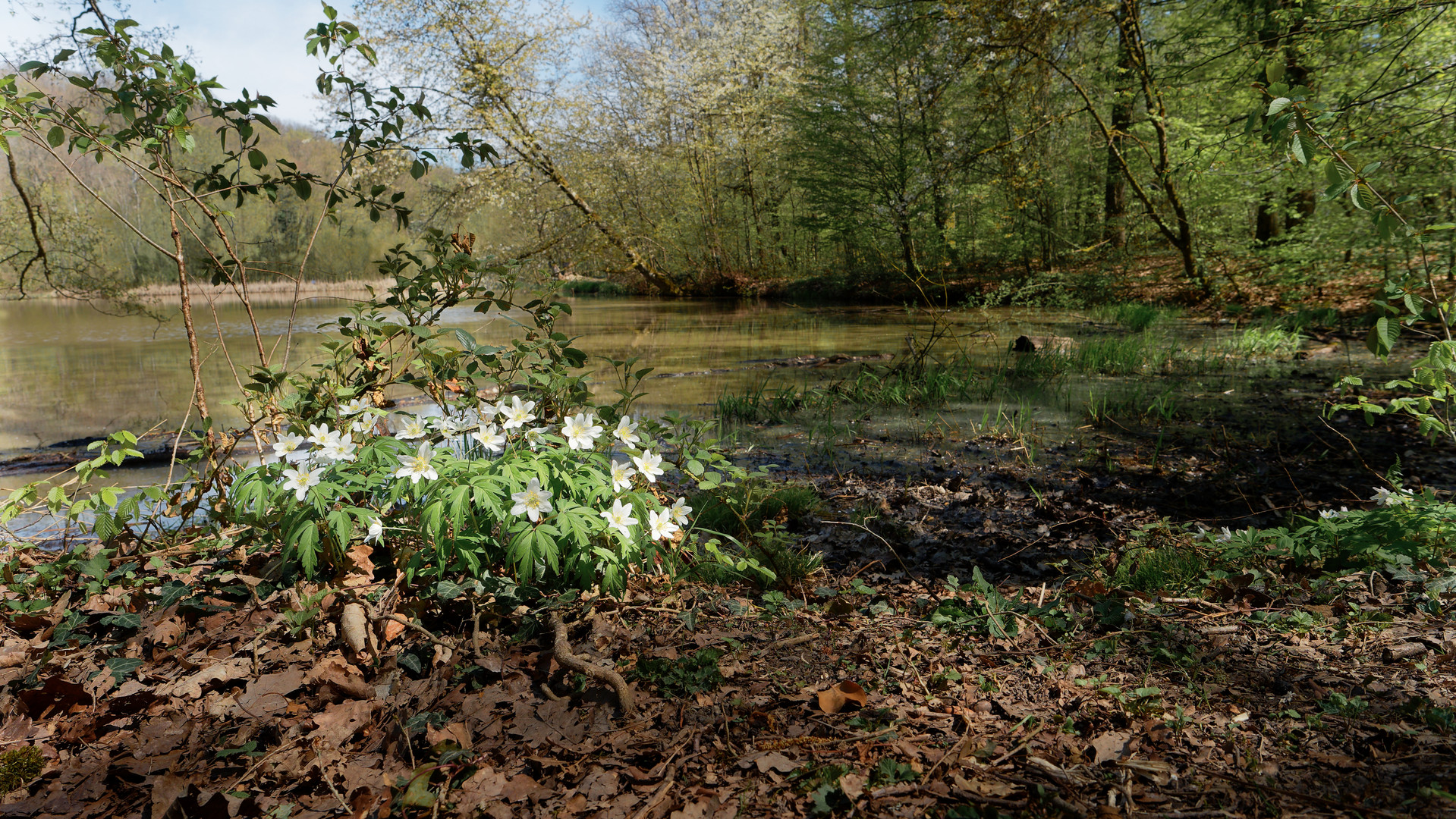 Frühling am Anna See