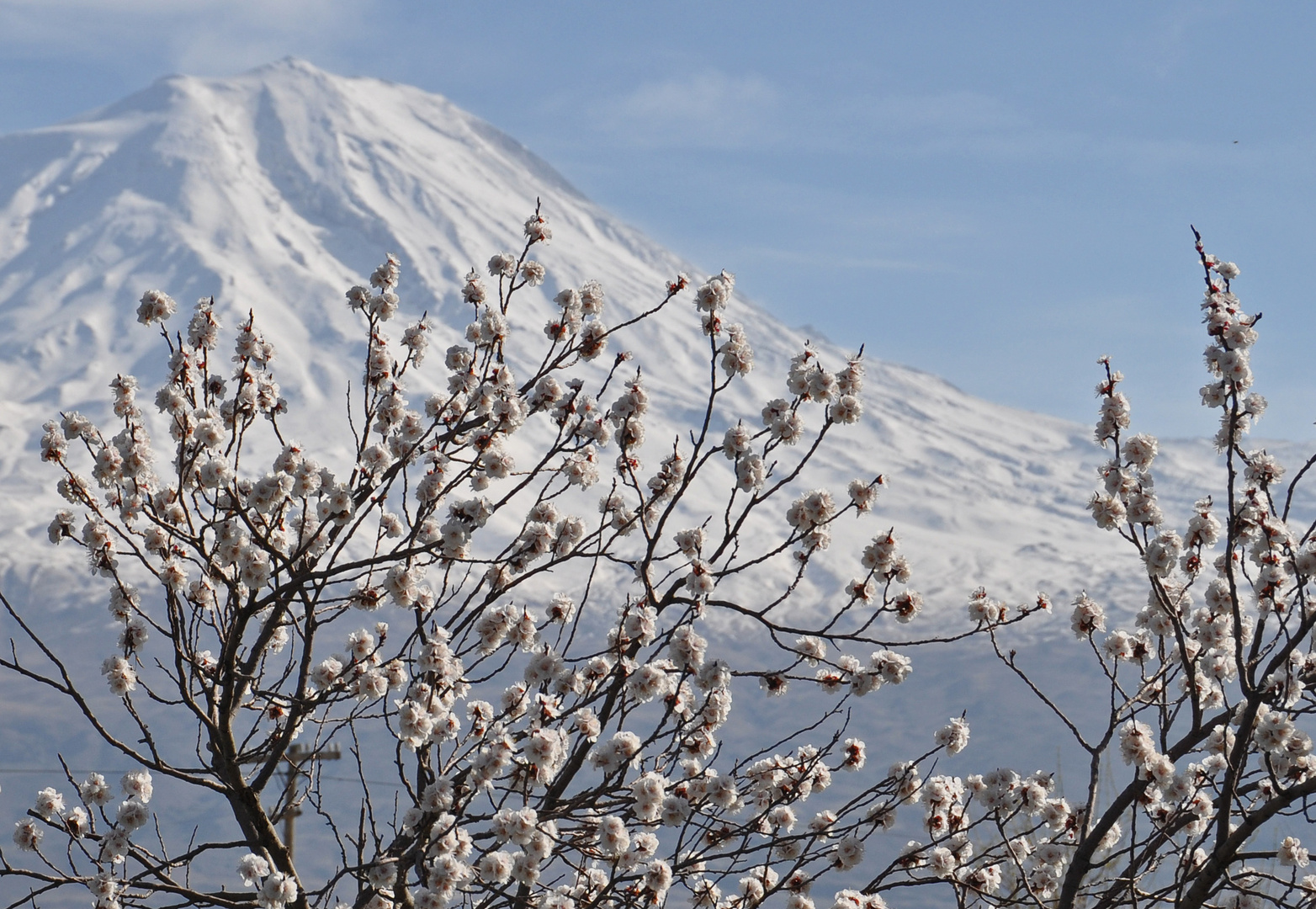 Frühling am Ararat