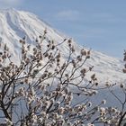 Frühling am Ararat