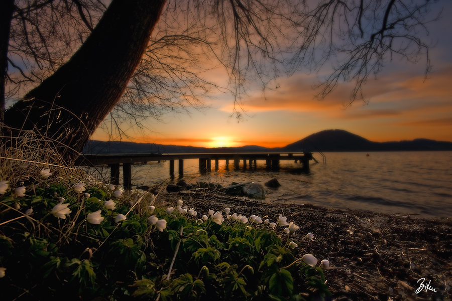 Frühling am Attersee