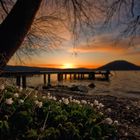 Frühling am Attersee