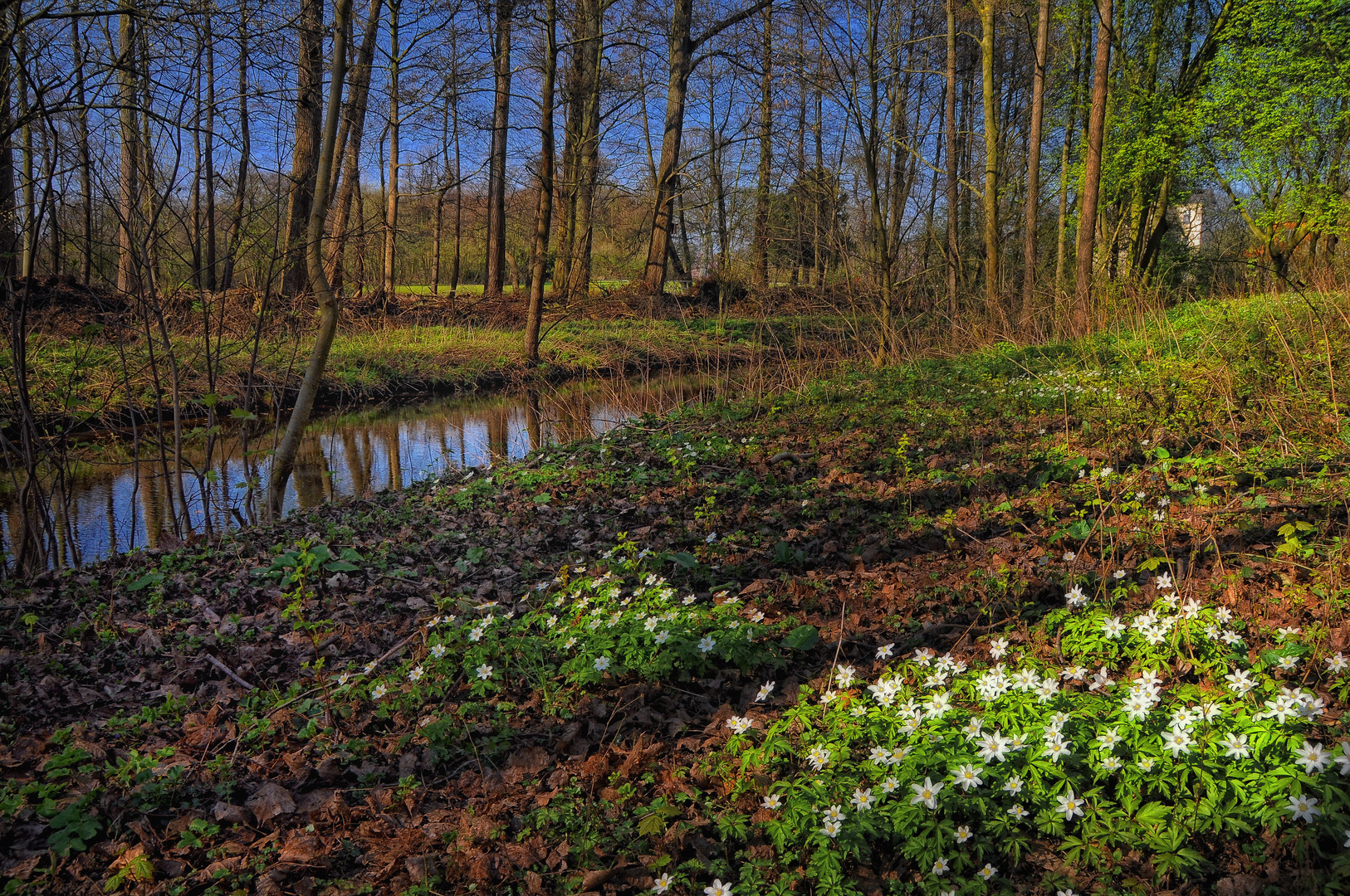 Frühling am Bach