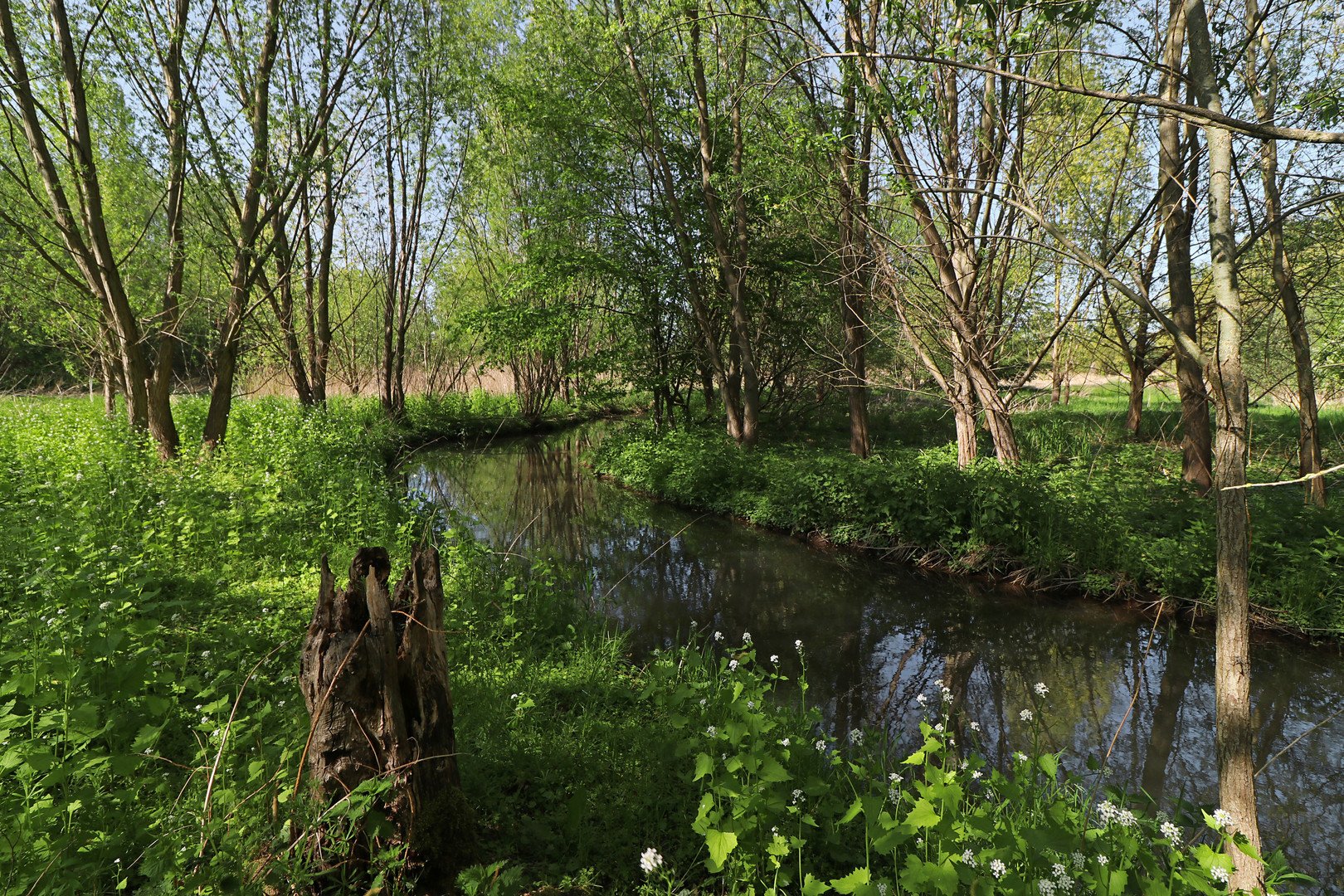 Frühling am Bach