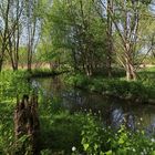 Frühling am Bach