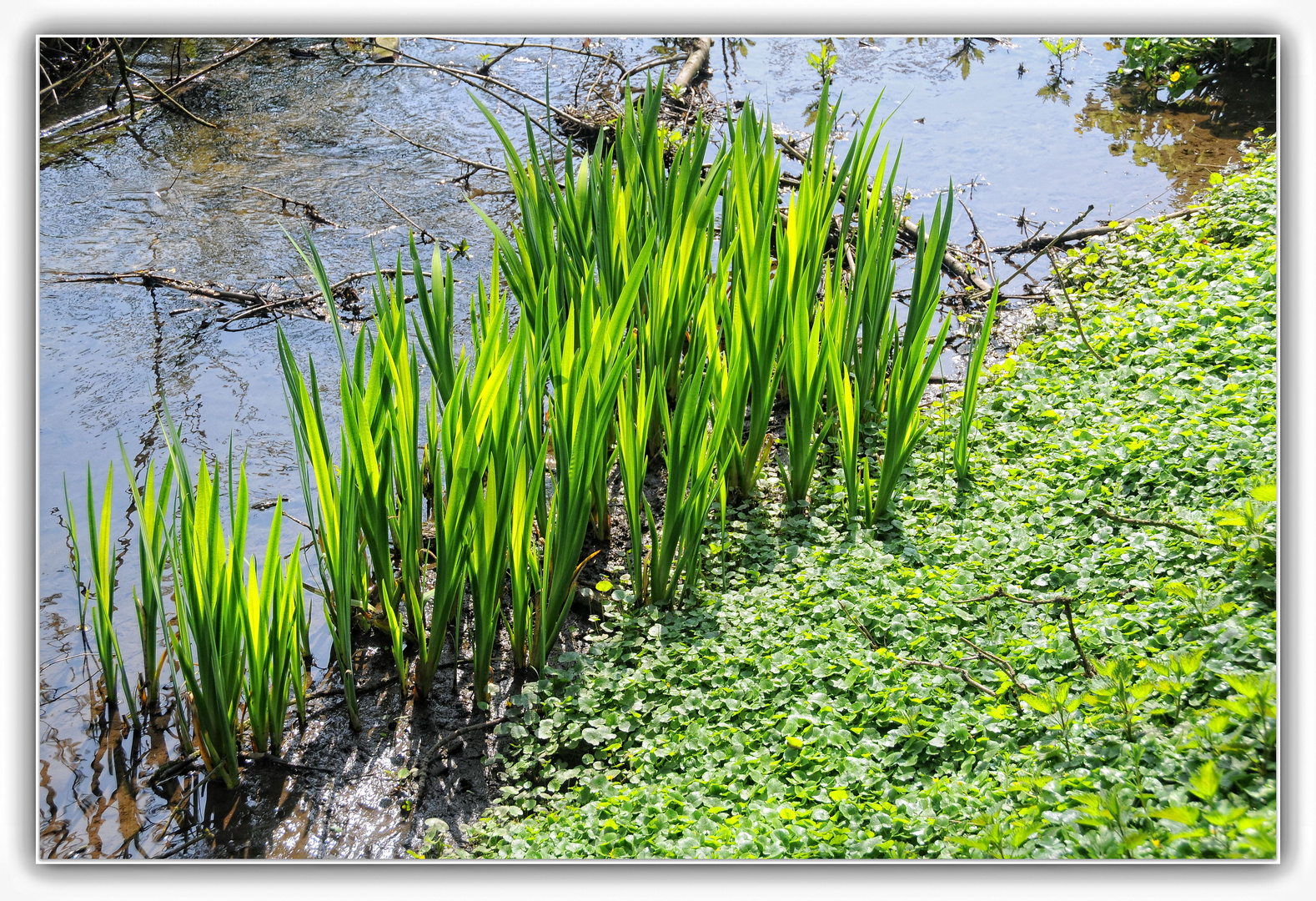 Frühling am Bach