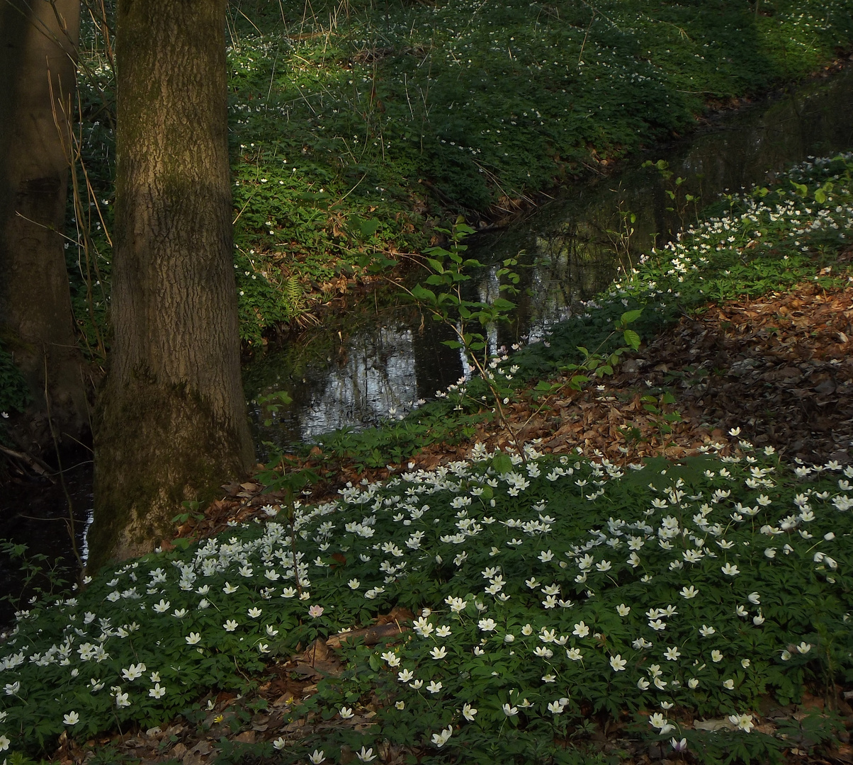 Frühling am Bach