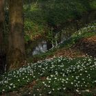 Frühling am Bach