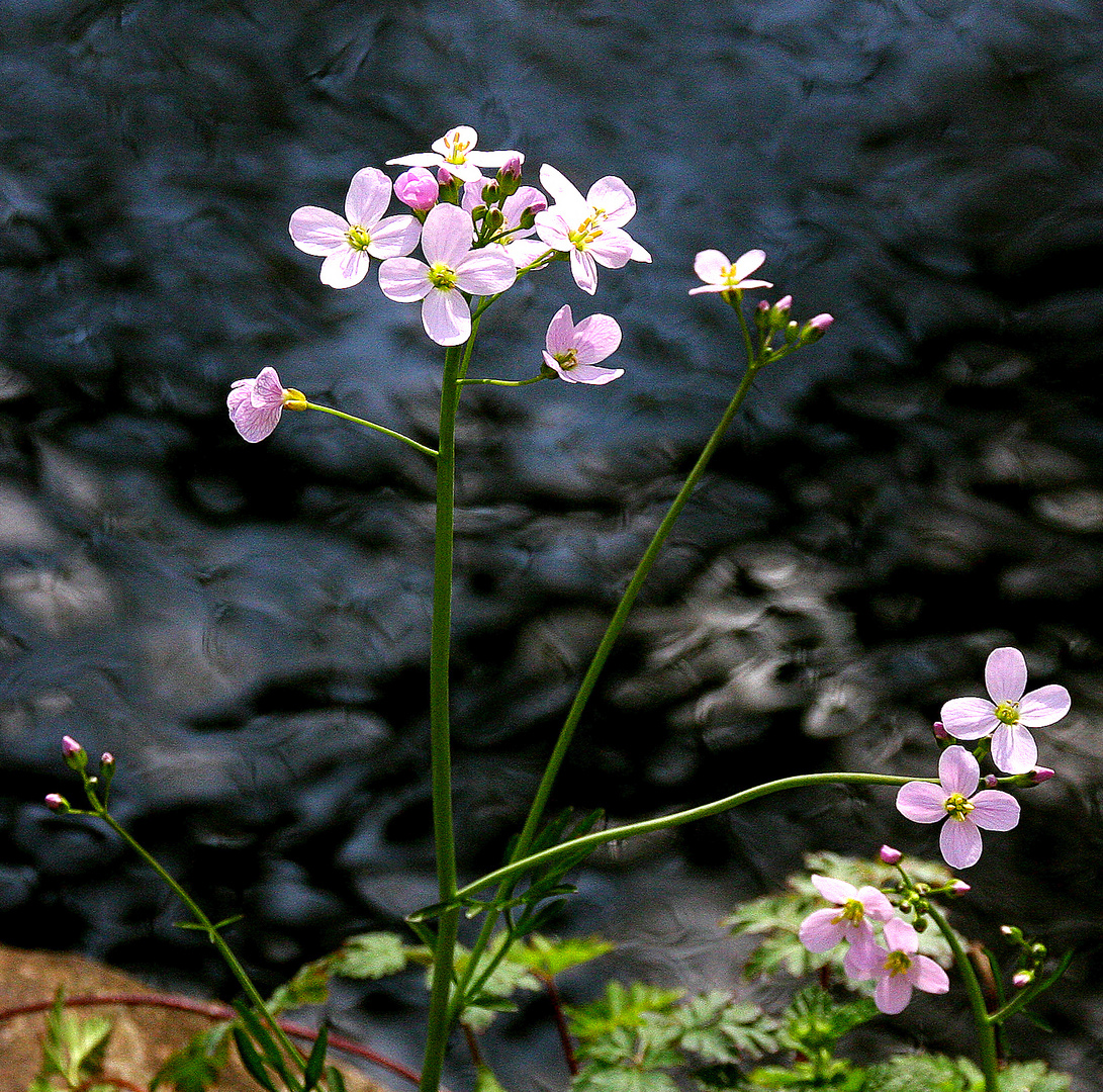 Frühling am Bach 2