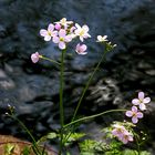 Frühling am Bach 2