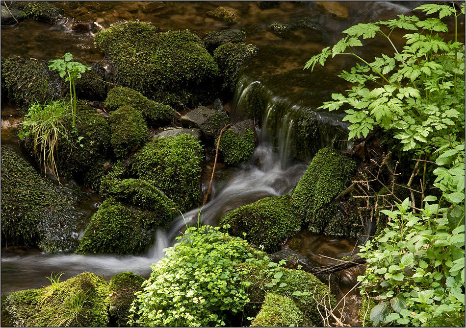 Frühling am Bach