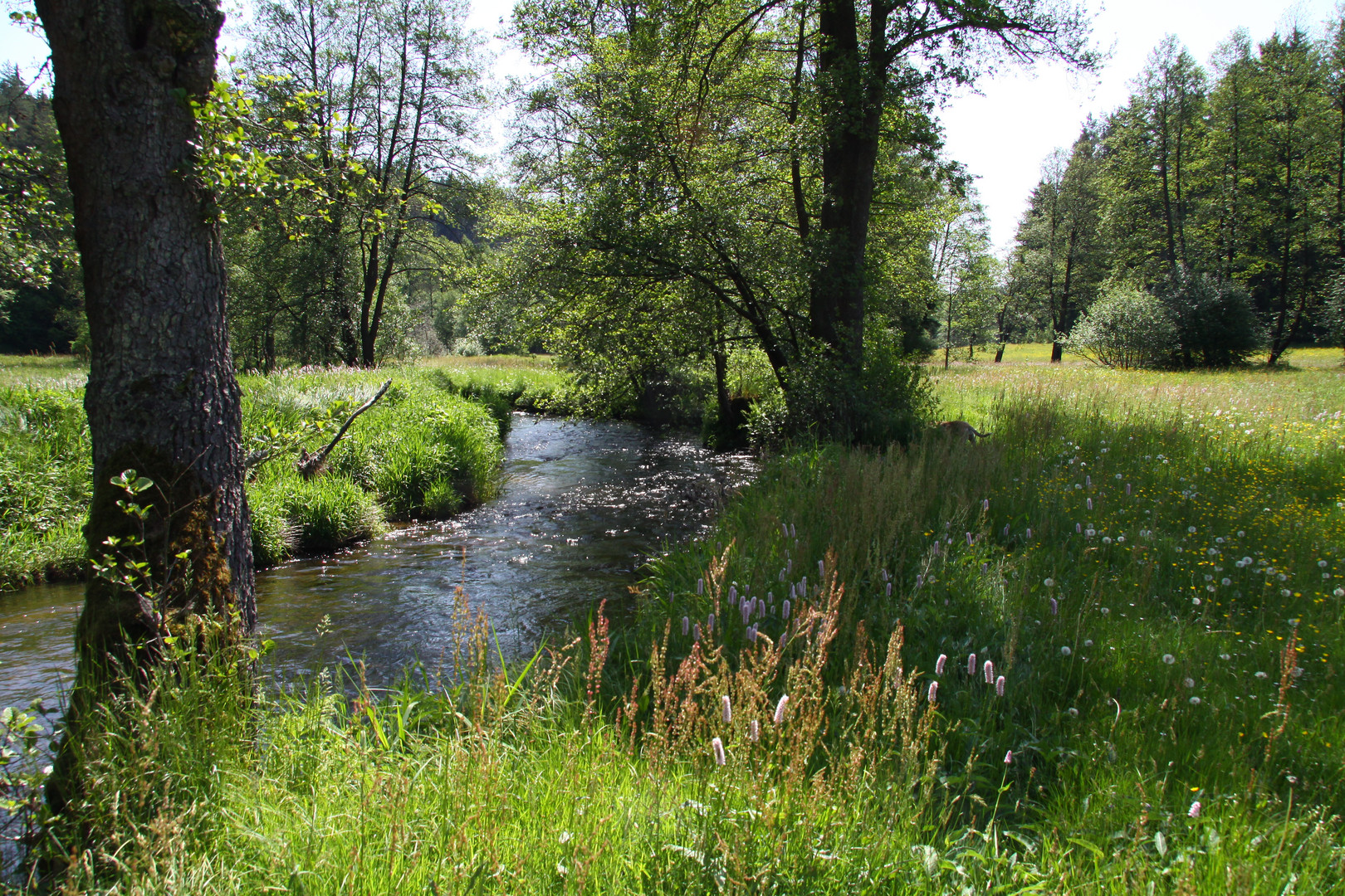 Frühling am Bach