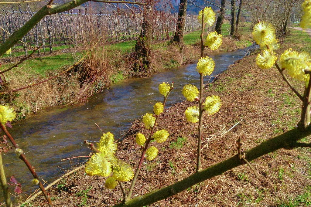 Frühling am Bach