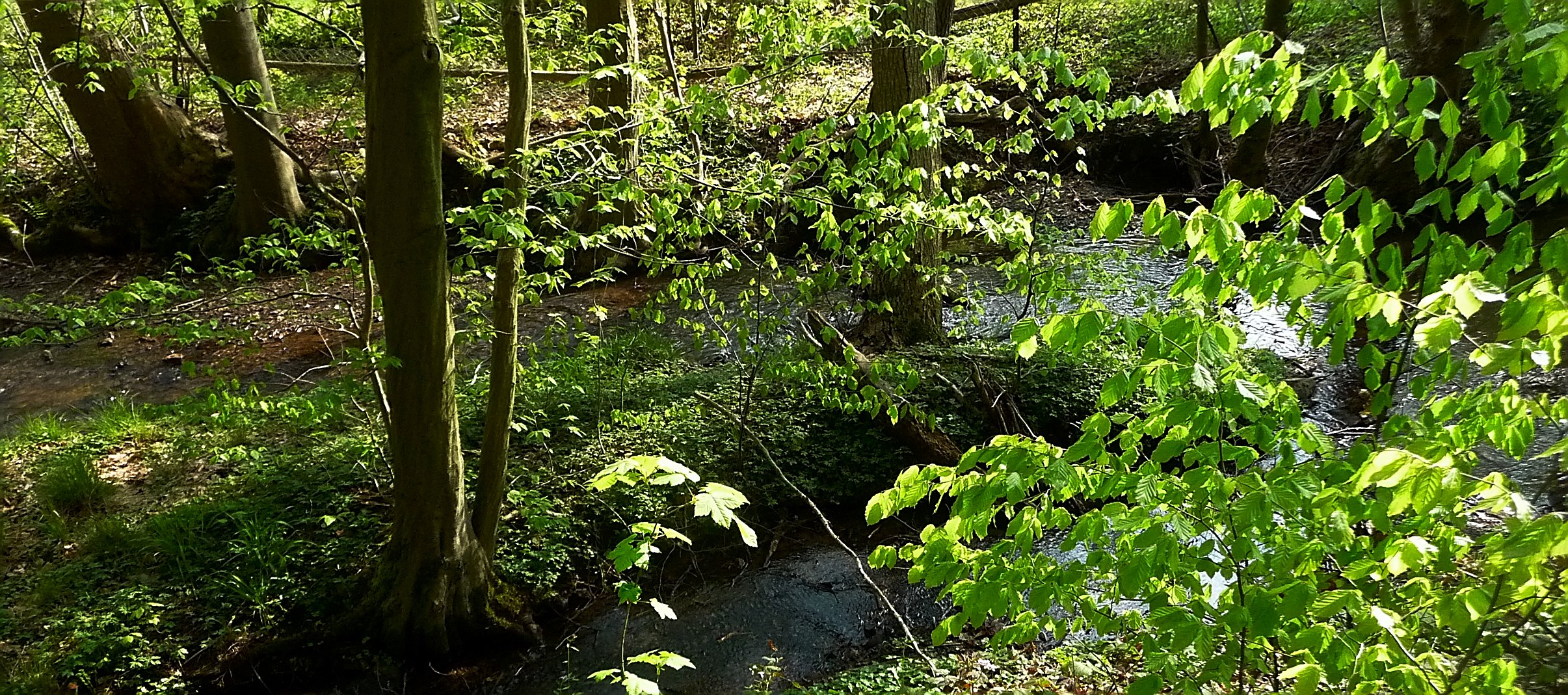 Frühling am Bach