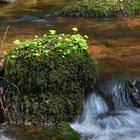 Frühling am Bach