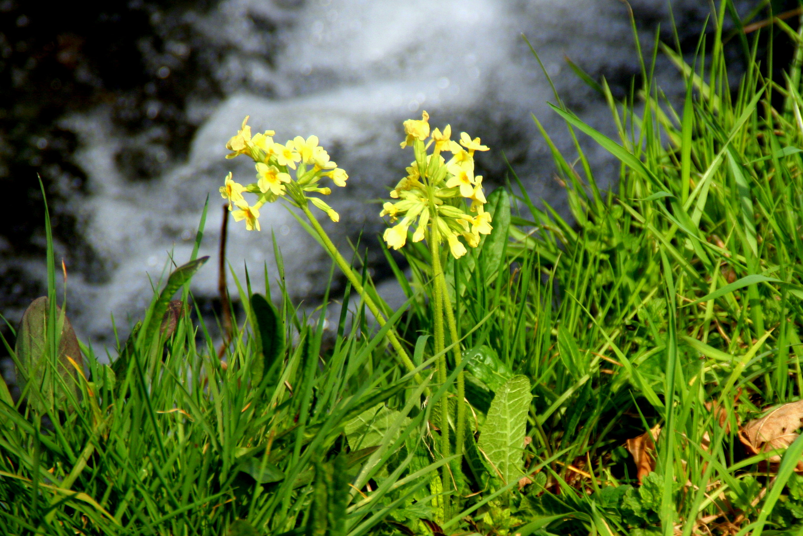 Frühling am Bach