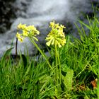 Frühling am Bach