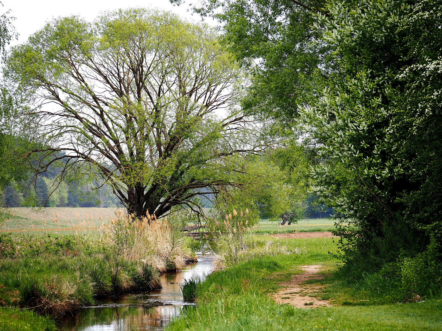 Frühling am Bach