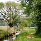 Frühling am Bach