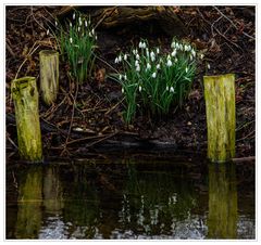 Frühling am Bach