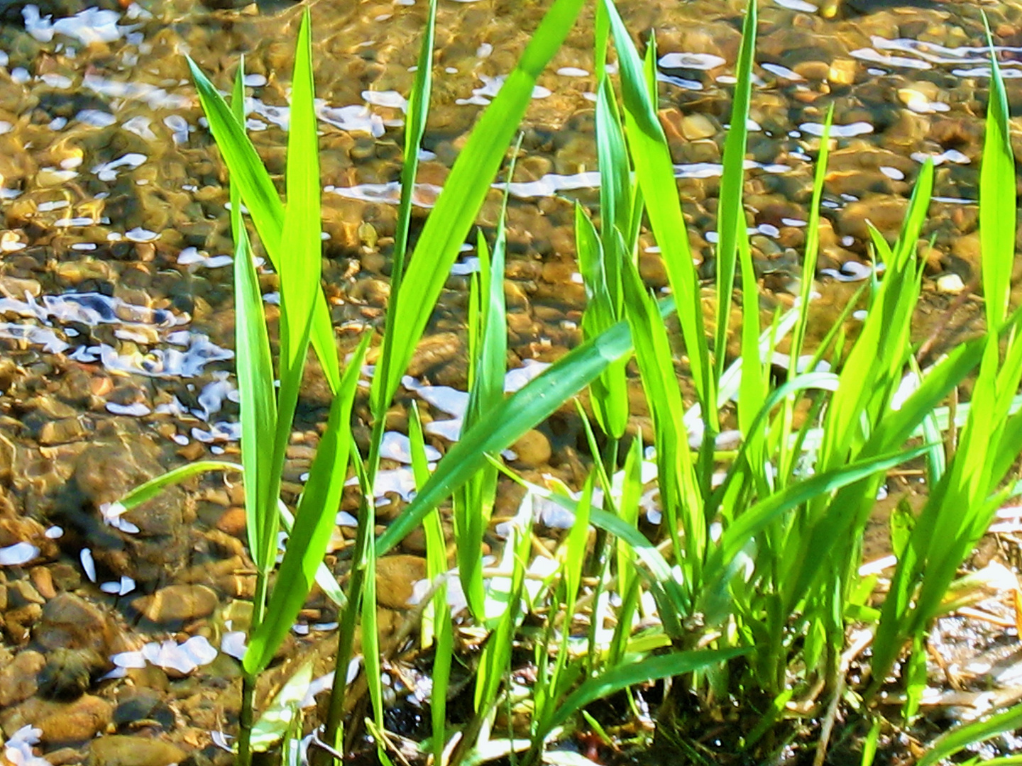 Frühling am Bach