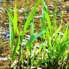 Frühling am Bach