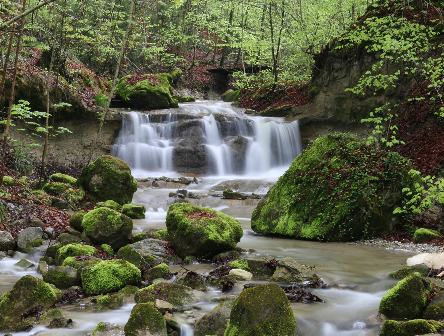 Frühling am Bach