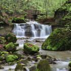 Frühling am Bach