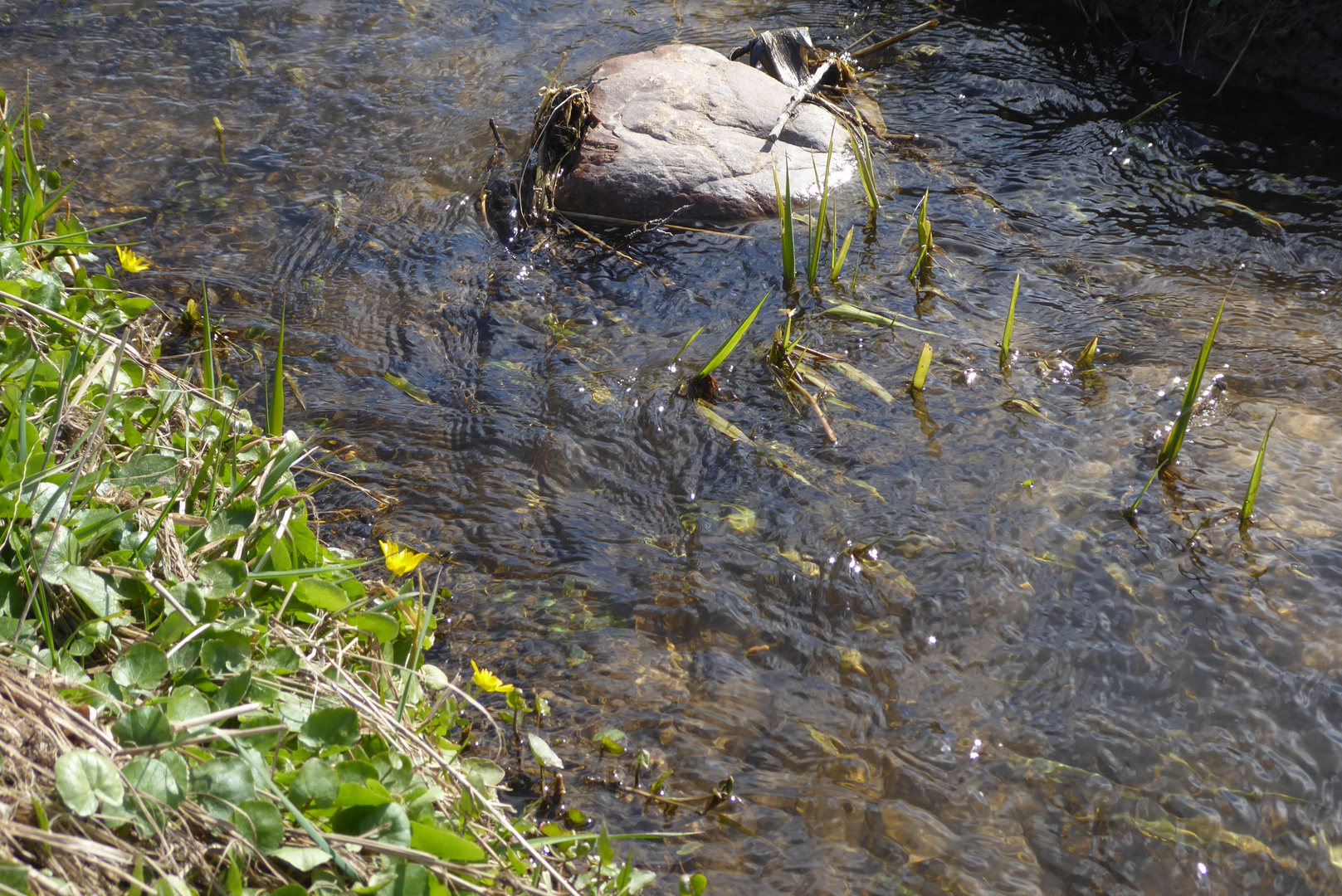 Frühling am Bach