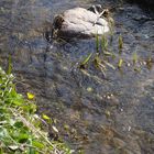 Frühling am Bach