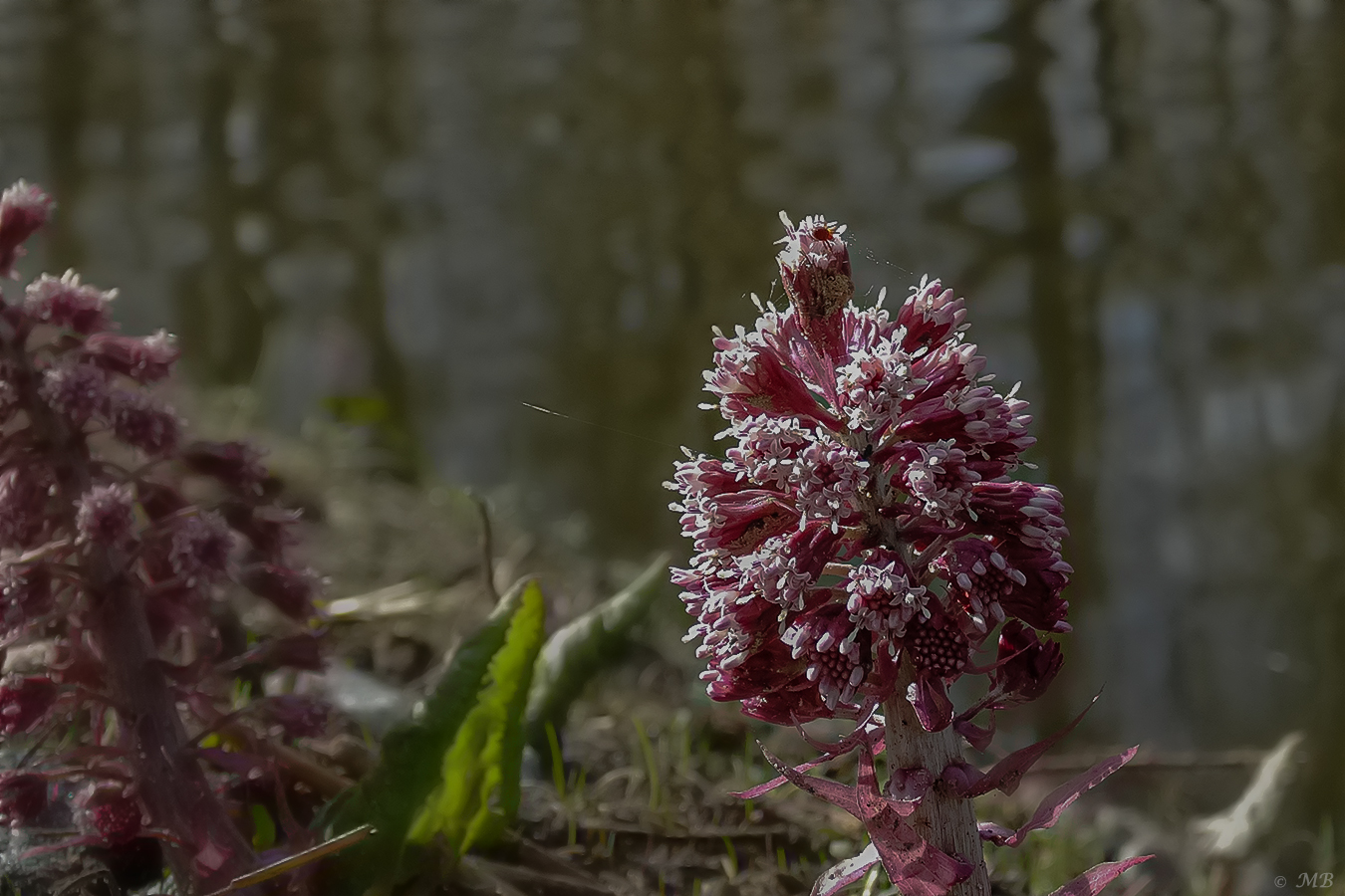 Frühling am Bach