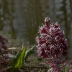 Frühling am Bach