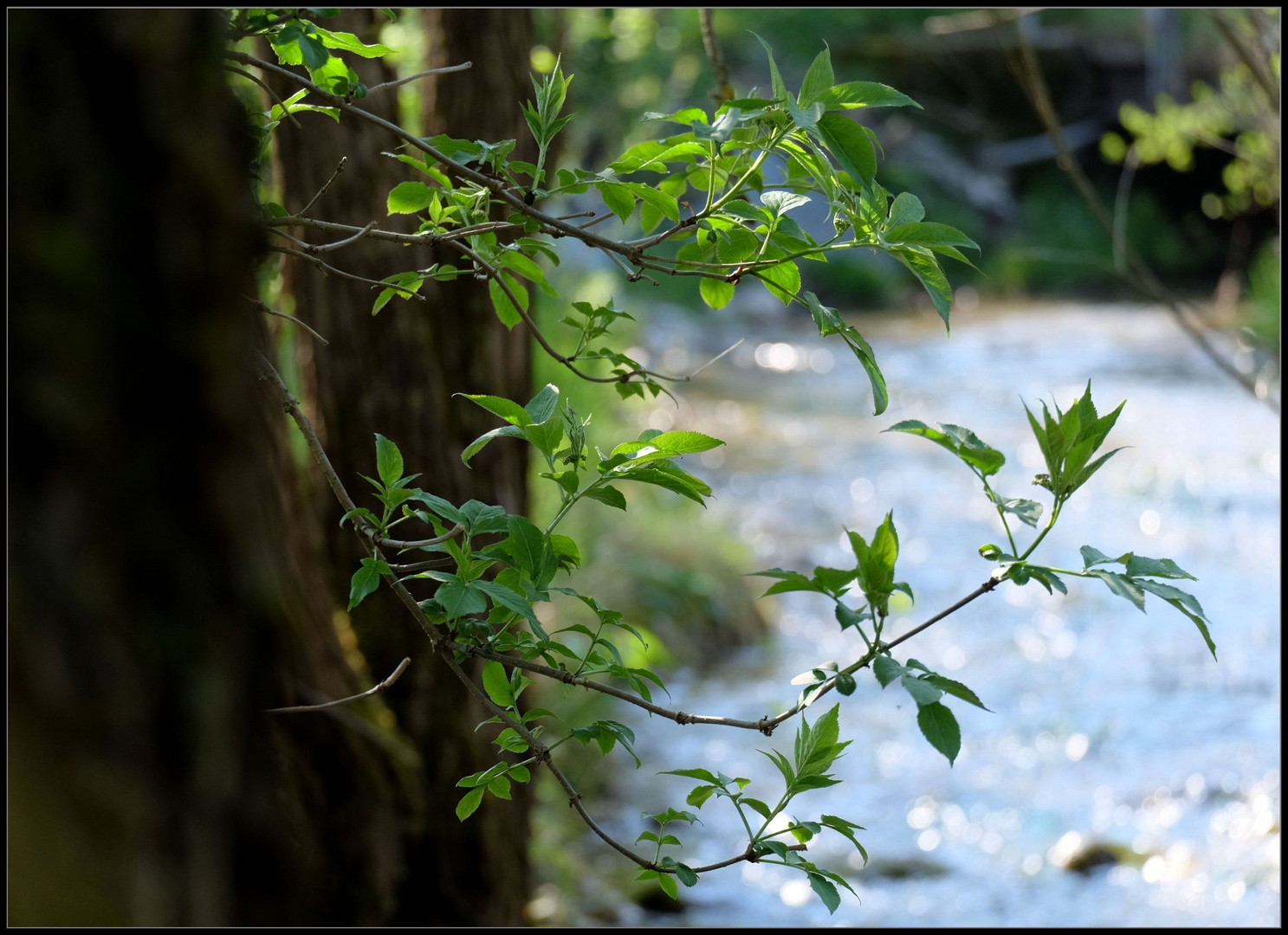 Frühling am Bach