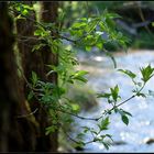 Frühling am Bach