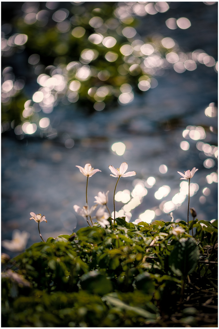 Frühling am Bachlauf