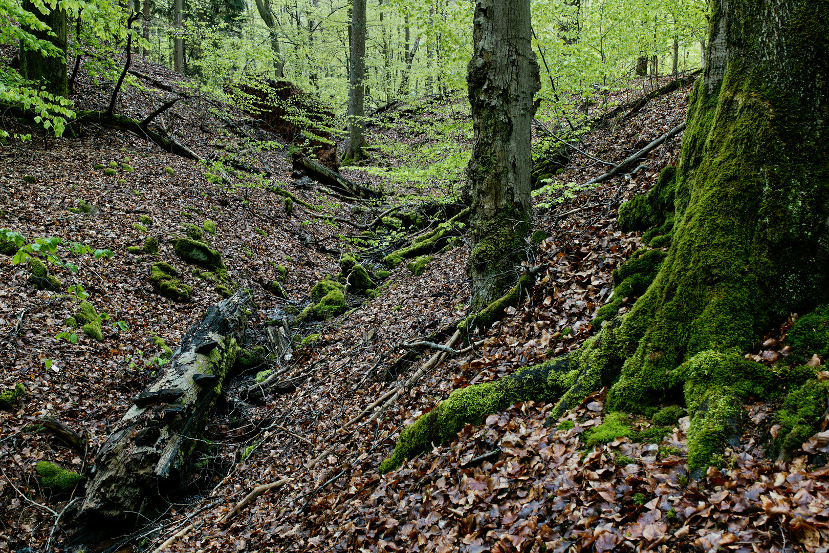 Frühling am Bachlauf