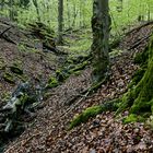 Frühling am Bachlauf