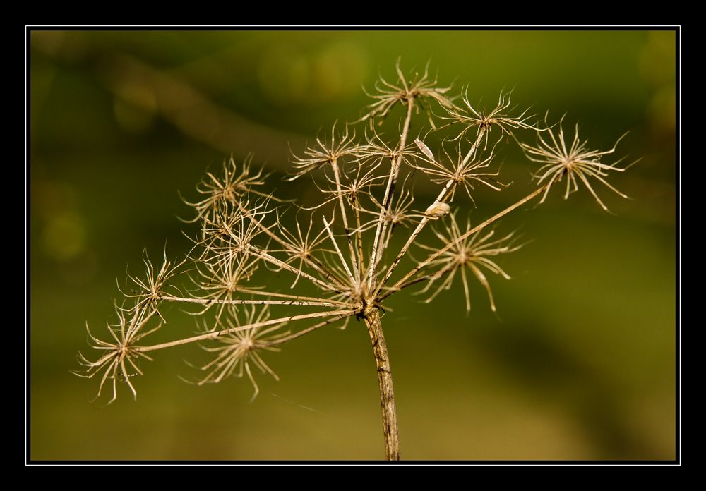 Frühling am Bachufer