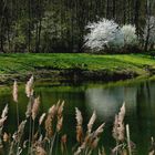 Frühling am Baggersee 