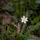 Frühling am Baggersee Grötzingen