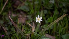 Frühling am Baggersee Grötzingen