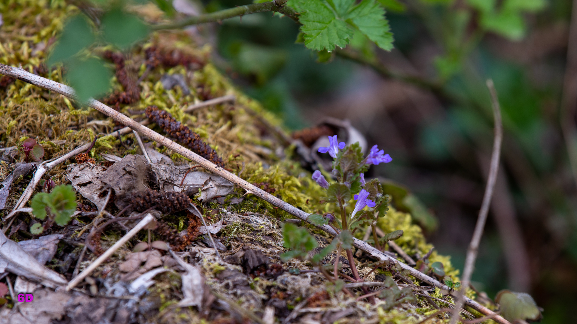 Frühling am Baggersee Grötzingen